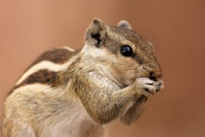 Squirrel eating food